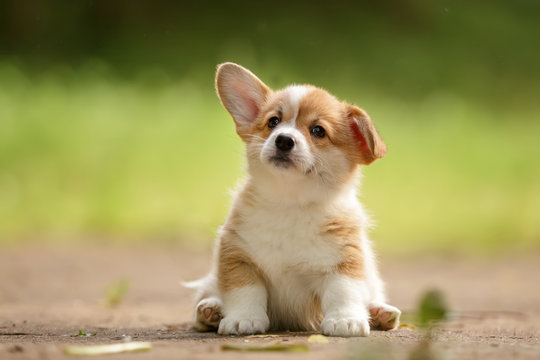 puppy