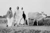 Gandhi walking with residents and a cow