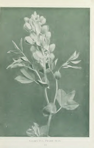 Page 17 of Wild flowers of Western Canada