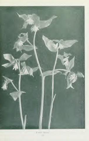 Page 19 of Wild flowers of Western Canada