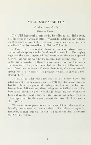 Page 20 of Wild flowers of Western Canada