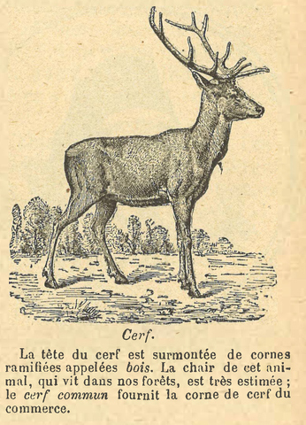 Chapitre 86, page 297, Cerf