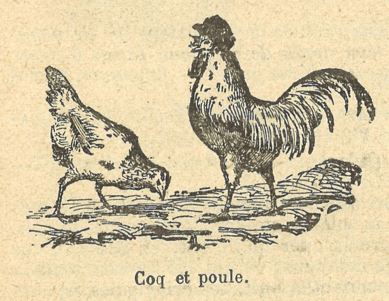 Chapitre 25, page 90, Coq et poule