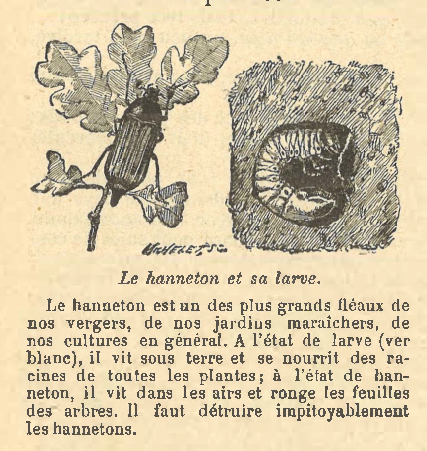 Chapitre 42, page 146, Le hanneton et sa larve