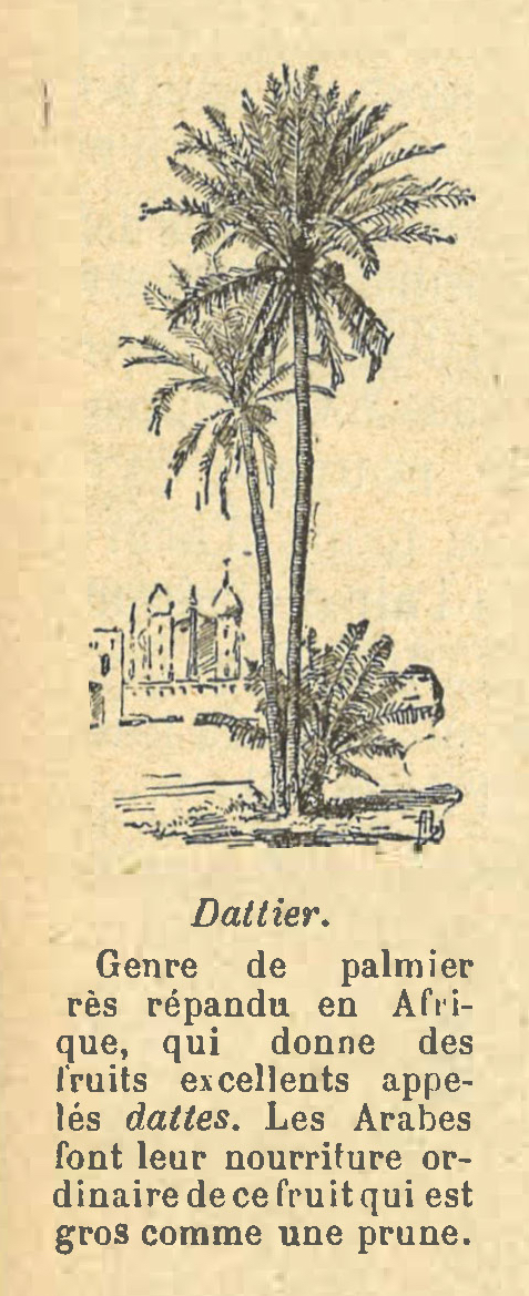 Chapitre 60, page 209, Dattier