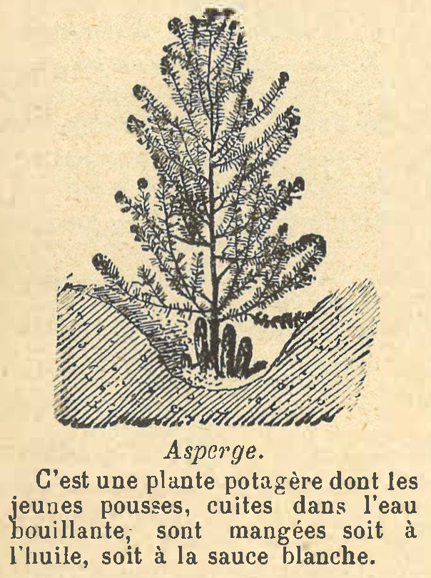 Chapitre 90, page 313, Asperge