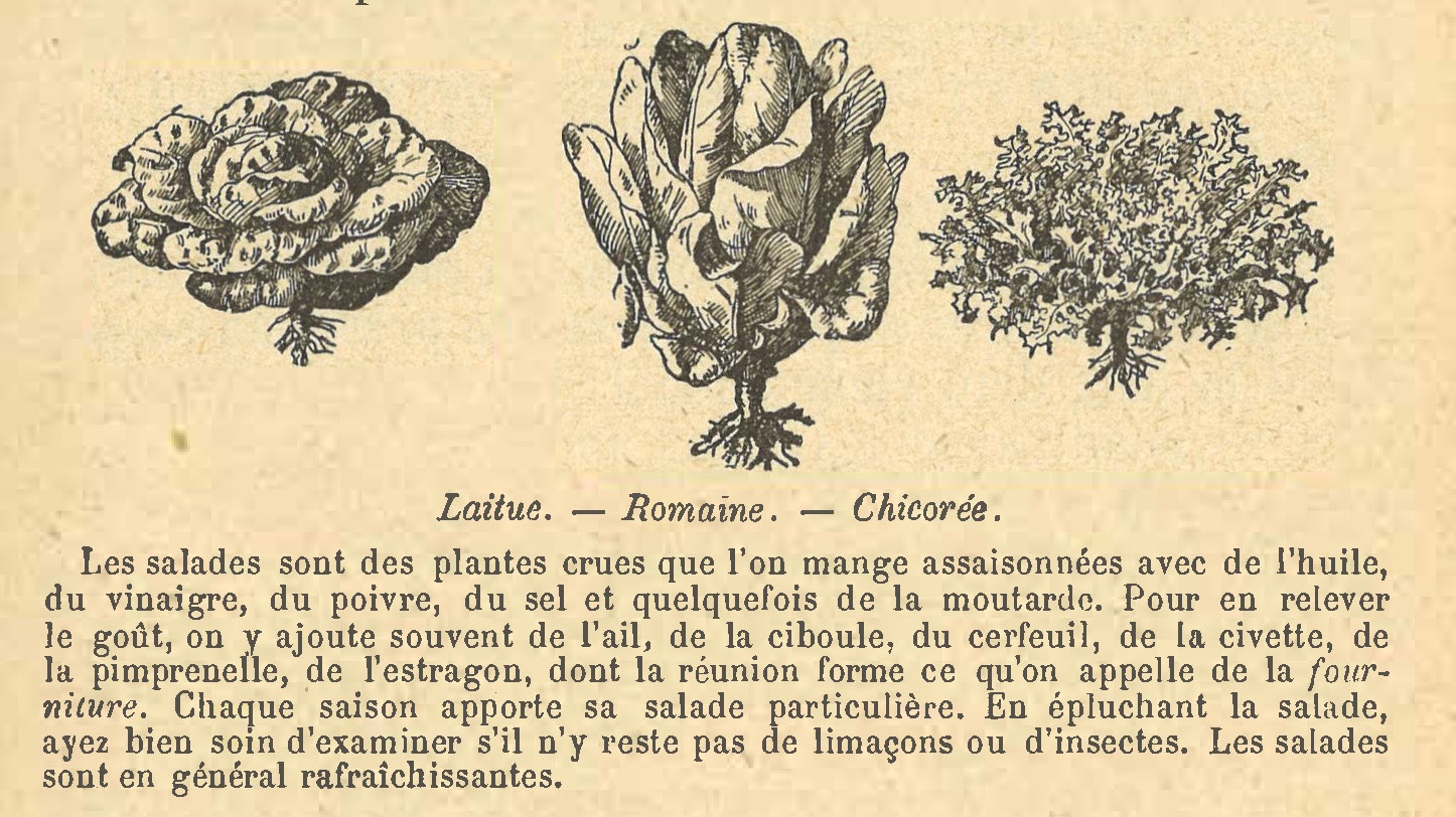 Chapitre 114, page 401, Laitue. - Romaine. - Chicorée