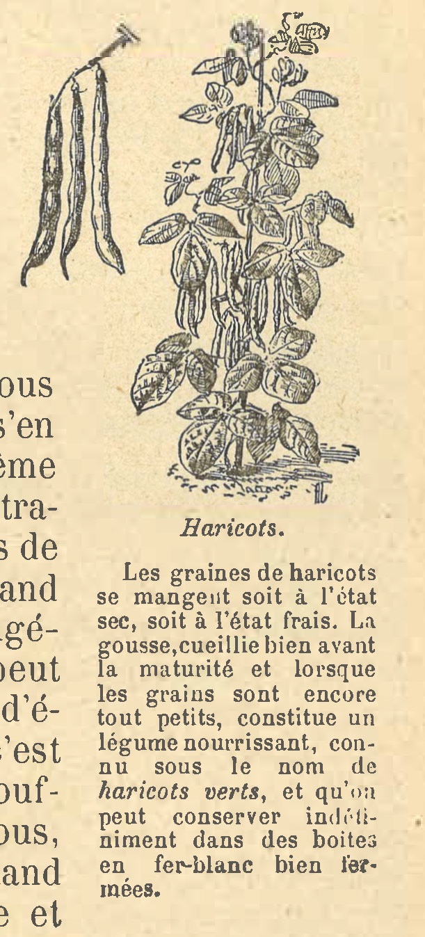 Chapitre 140, page 499, Haricots