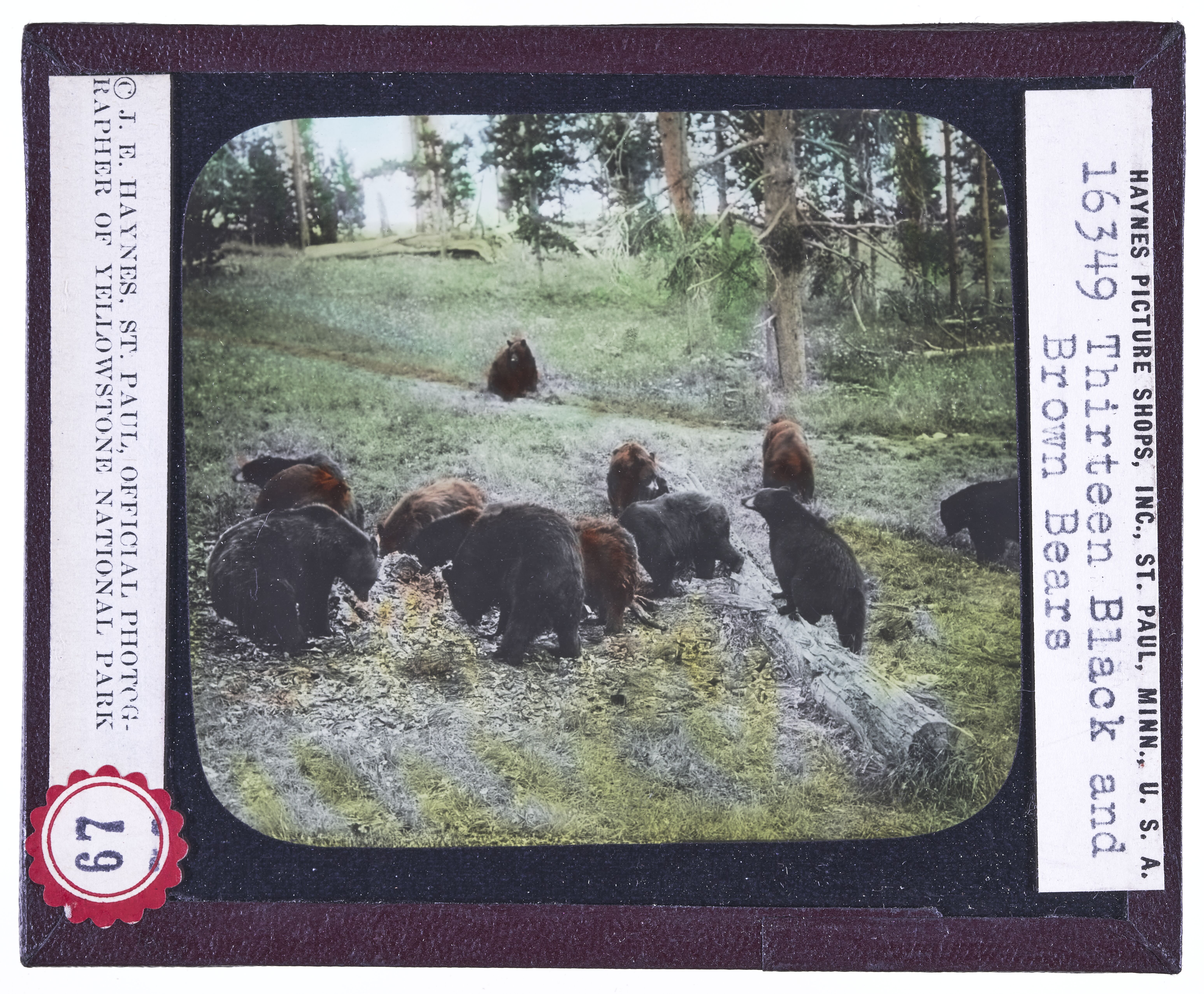 Thirteen Black and Brown Bears