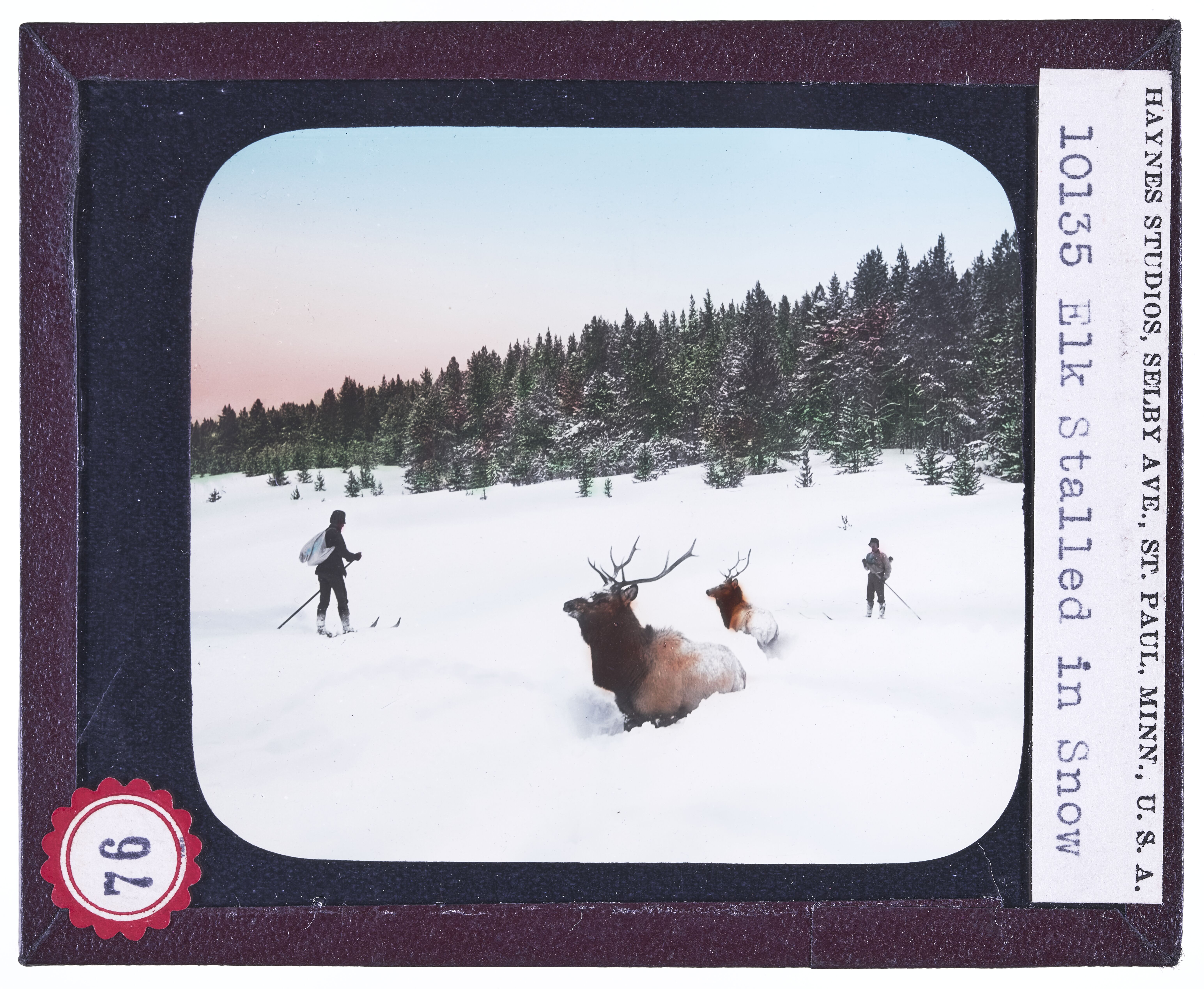 Elk Stalled in Snow, Hayden Valley, Yellowstone Park