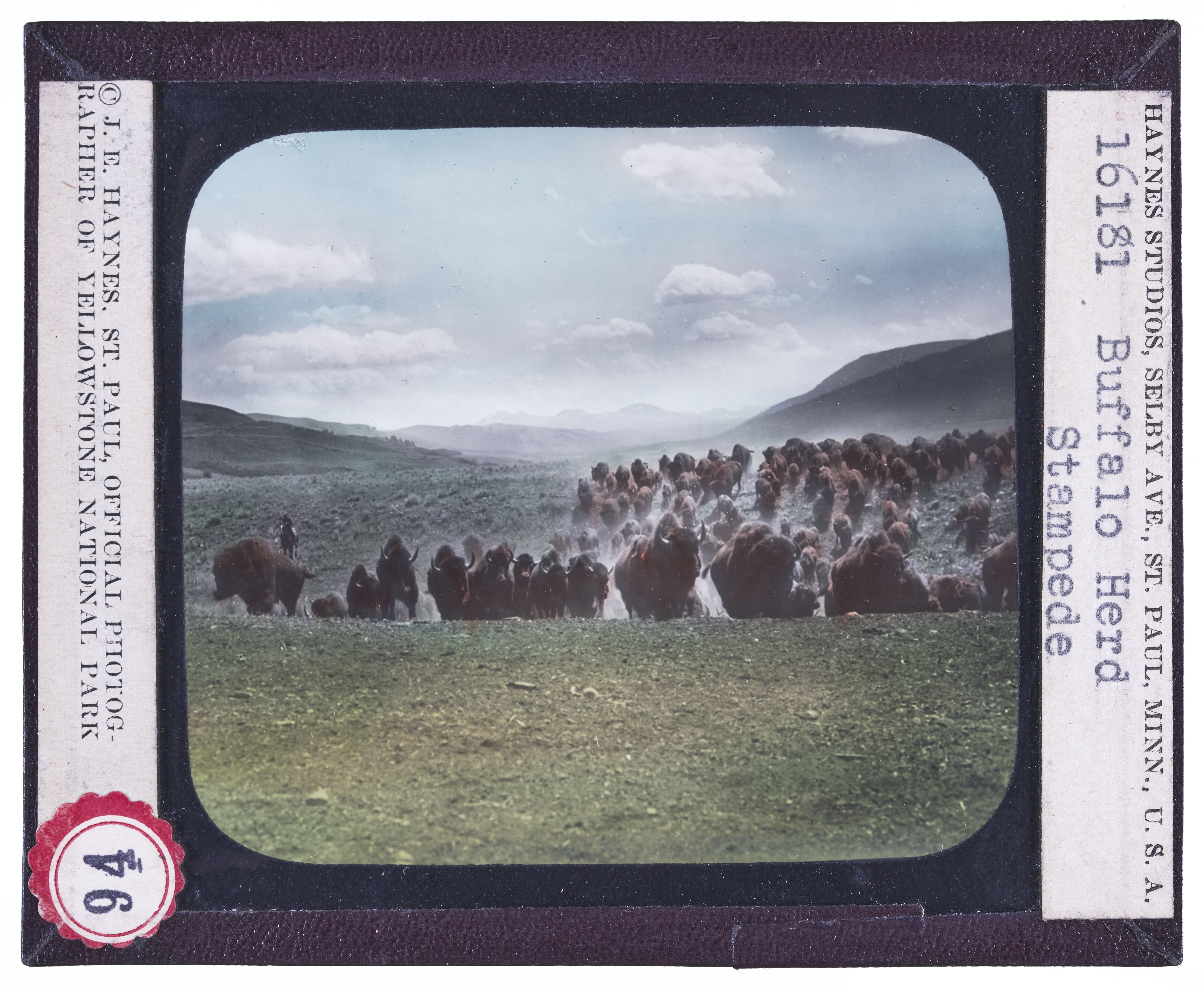 Buffalo Herd Stampede