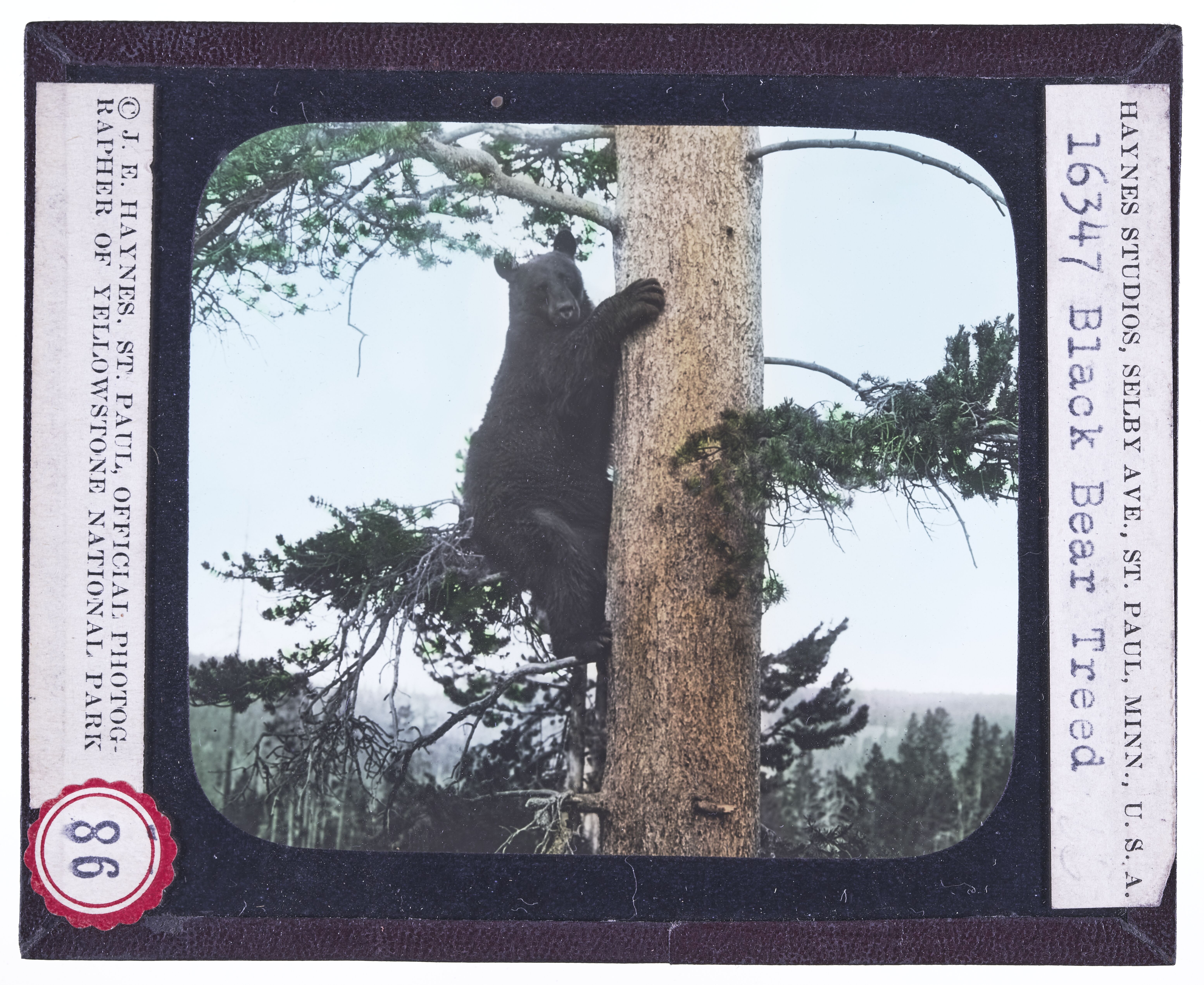 A Black Bear Tree