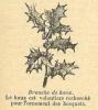 Chapitre 51, page 179, Branche de houx