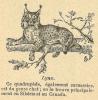 Chapitre 4, page 12, Lynx