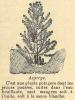 Chapitre 90, page 313, Asperge