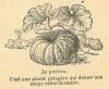 Chapitre 47, page 165, Le potiron