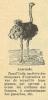 Chapitre 62,page 216, Autruche