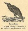 Chapitre 70, page 242, Le corbeau