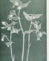 Citation block thumbnail