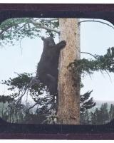 Citation block thumbnail